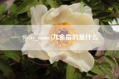 沙洋九金指的是什么